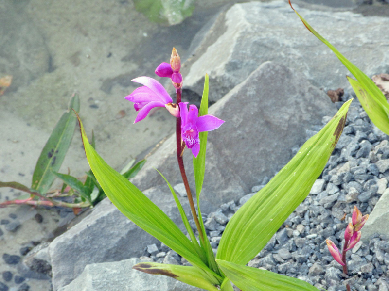 Sumpforchidee - Bletilla striata